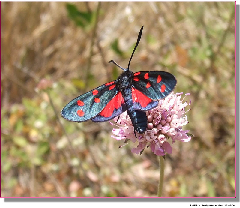 Zygaena transalpina ?